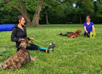 Kurs: Outdoorfit mit Hund bei Team Fit - Mensch und Hund in Leipzig